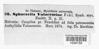 Mycosphaerella vulnerariae image